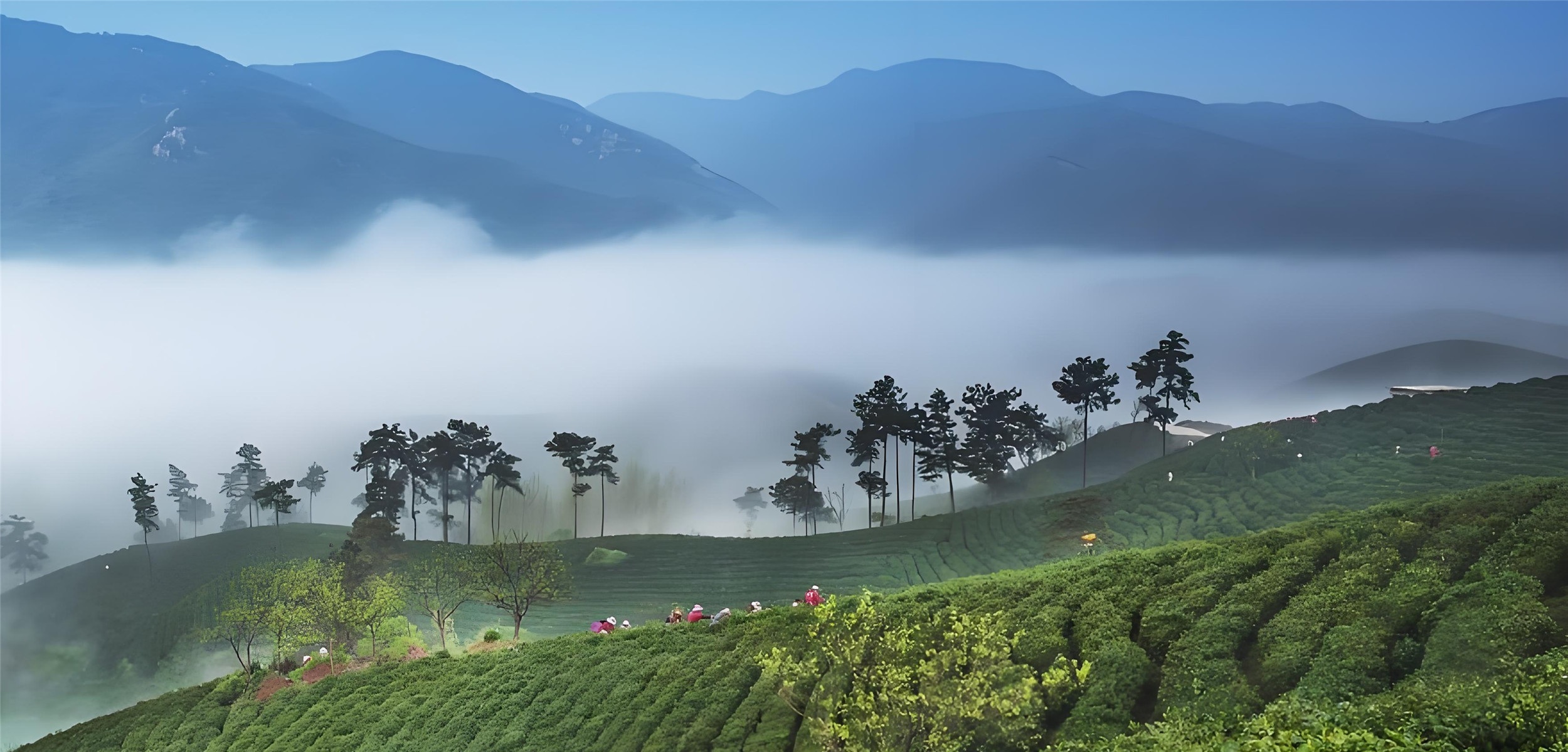 China is the world's largest tea producing country, and Yunnan is the largest tea producing province in China