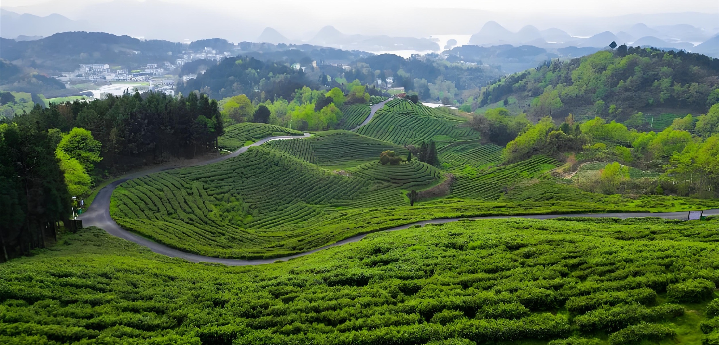 Yunnan Dianhong, as a treasure of black tea, reveals its rich honey aroma with golden hairs