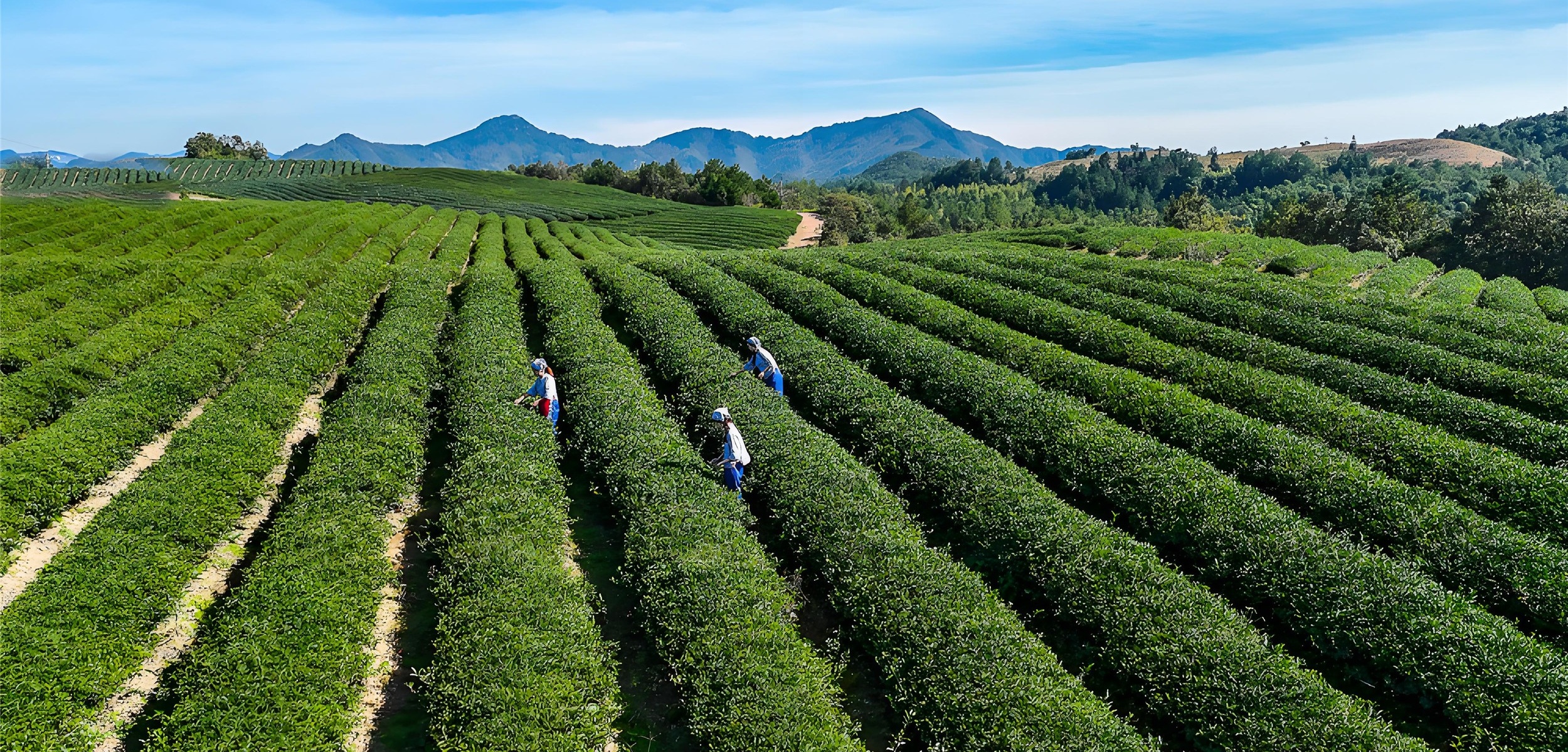 Yunnan Pu'er tea is famous for its aroma that increases with age. Raw tea is fresh, refreshing, and strong, while ripe tea is mellow, warm, and moist