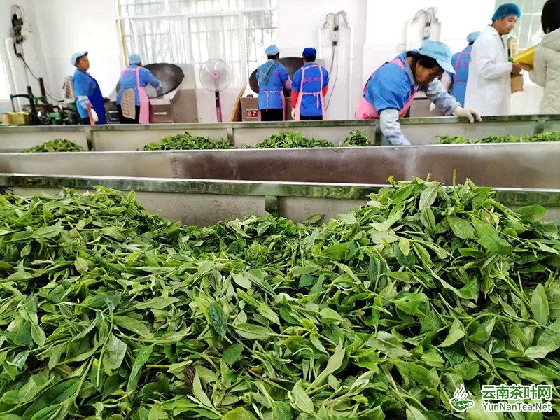 图片关键词 忙碌的茶厂工人。