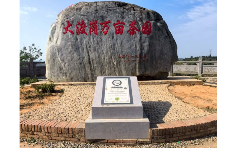 大渡岗万亩茶园：云南普洱茶的原生态画卷 Dadugang Ten Thousand Acre Tea Plantation: The Original Ecological Picture of Yunnan Pu'er Tea