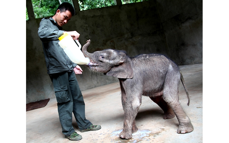 【西双版纳】西双版纳抓实生态环境保护&mdash;&mdash; 人象共生 和谐家园 [Xishuangbanna] Xishuangbanna takes solid measures to protect the ecological environment - promoting coexistence between humans and elephants, building a har
