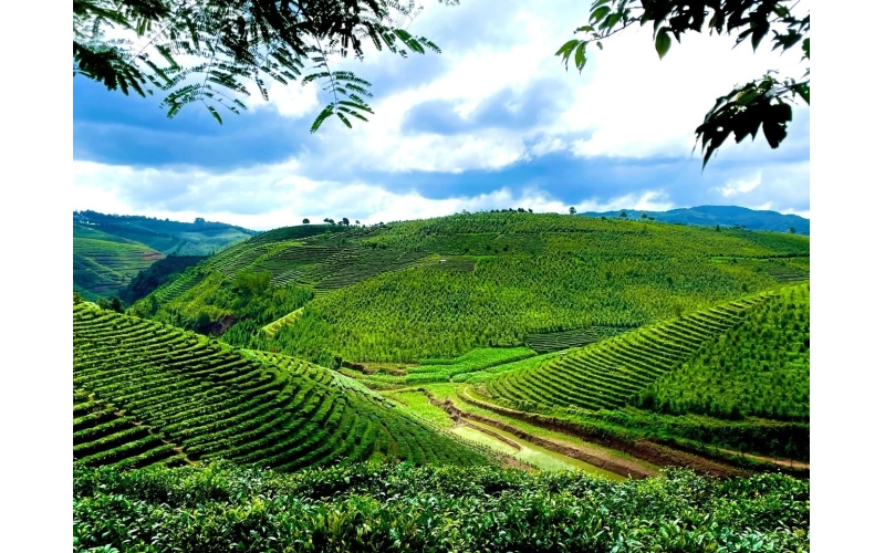 云南省西双版纳傣族自治州大渡岗万亩茶园"Dadu Gang's 10,000-mu tea garden in Xishuangbanna Dai Autonomous Prefecture"