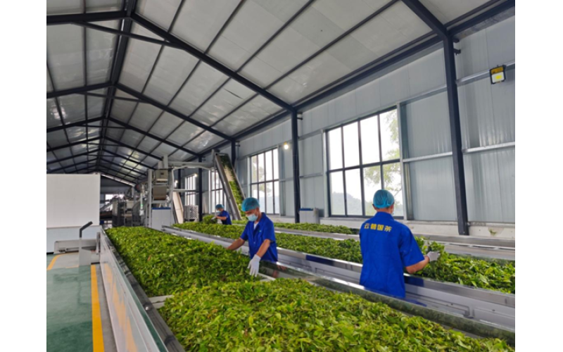 云南做活茶产业 联农带农促增收 Yunnan Province Revitalizes the Tea Industry, Collaborates with Farmers to Promote Agricultural Growth and Increase Income