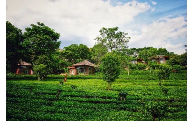 古普洱茶寻踪  滇南秘境探访 Exploring the Secret Land of Southern Yunnan with Ancient Pu'er Tea