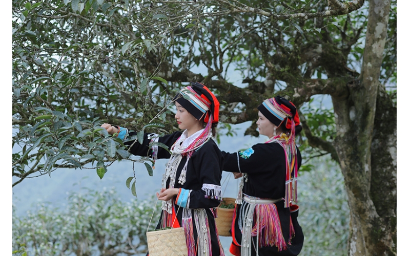 文山麻栗坡：老山古树茶的新机遇 Wenshan Malipo: A New Opportunity for Old Mountain Ancient Tree Tea