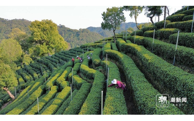 上半年浙江实现茶叶出口9.3万吨，同比增21.5% In the first half of the year, Zhejiang achieved a tea export of 93000 tons, a year-on-year increase of 21.5%
